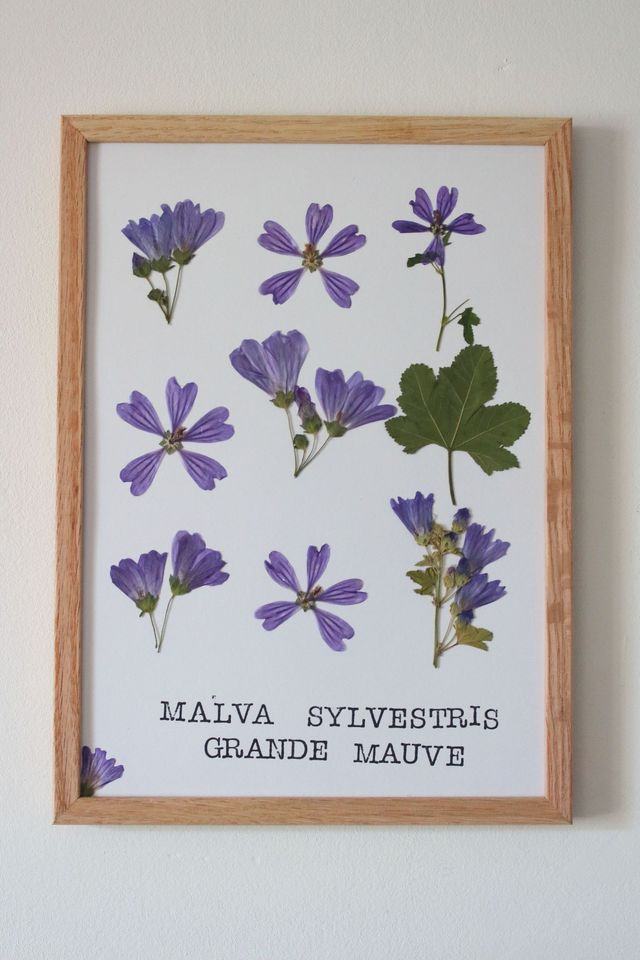 Grande mauve - planche botanique