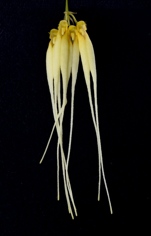 Silver Ghost Essence