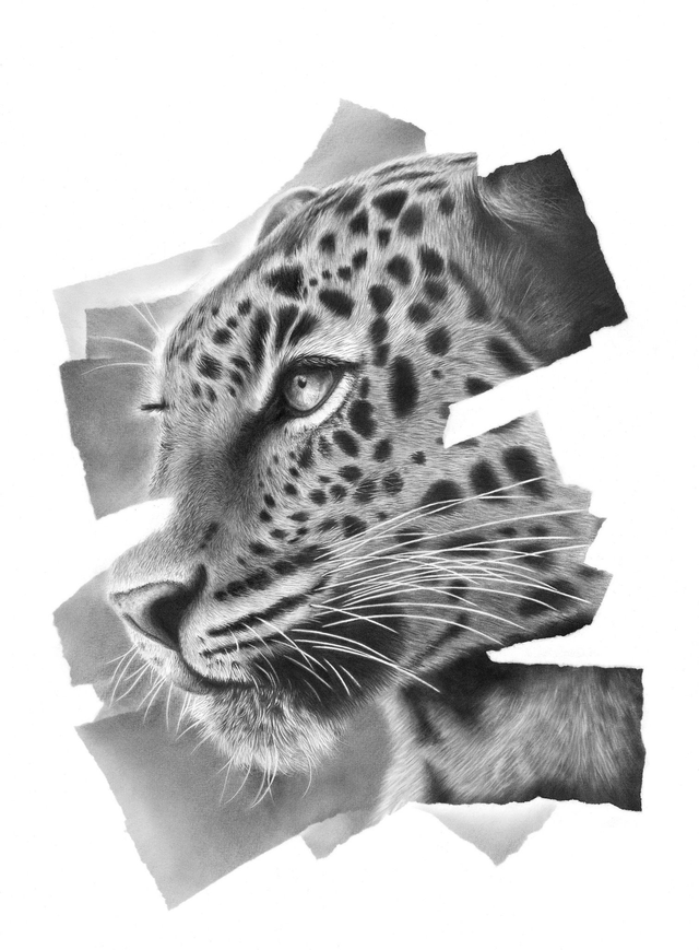 Leopard Limited Edition Print