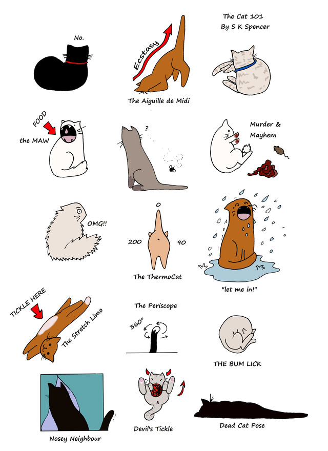 Print: Cats 101 – A Cat’s Quick Companion Guide to Caring for Your Human