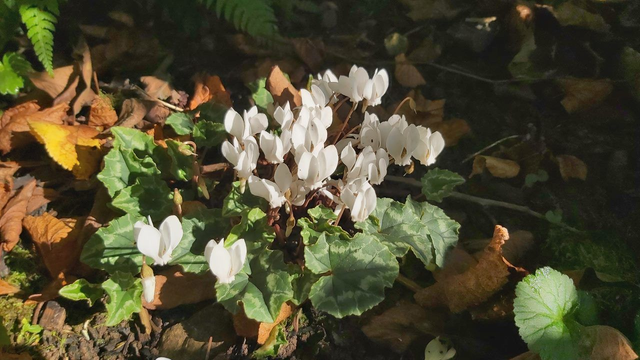 Cyclamen hederifolium 'Album'  P9