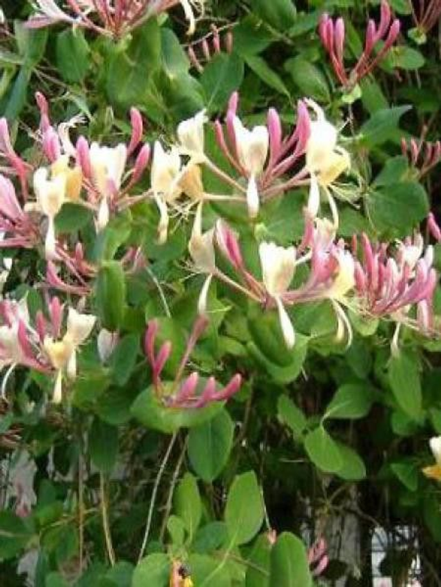  Chèvrefeuille des Jardins NT  - (Lonicera caprifolium)