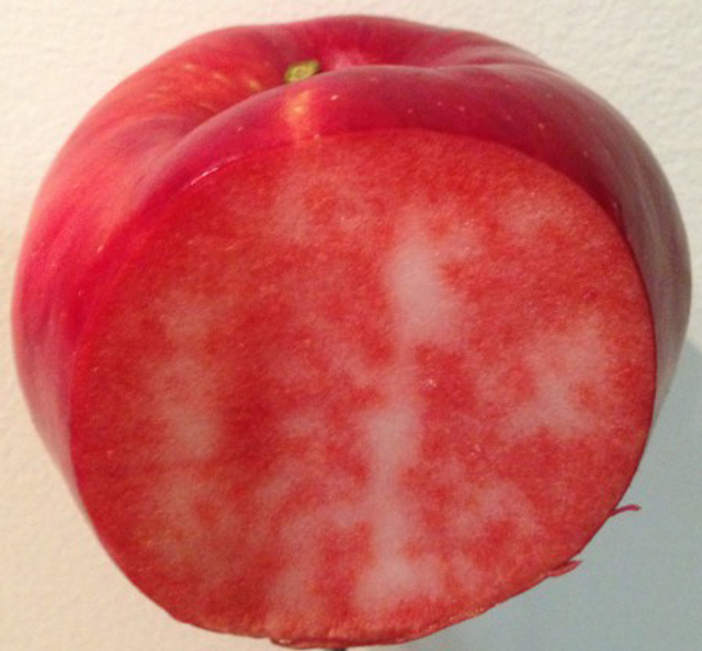 Blush rosette - scion 1 an - racines nues