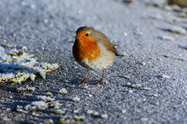 A4 Frosty Robin - Photoprint Unframed