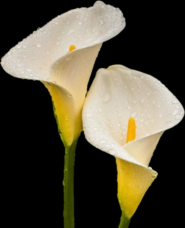 Zantedeschia aethiopica 3 litre