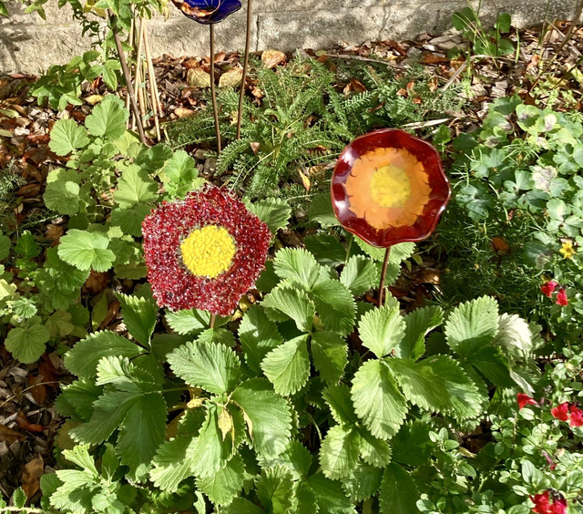 Red large garden flower