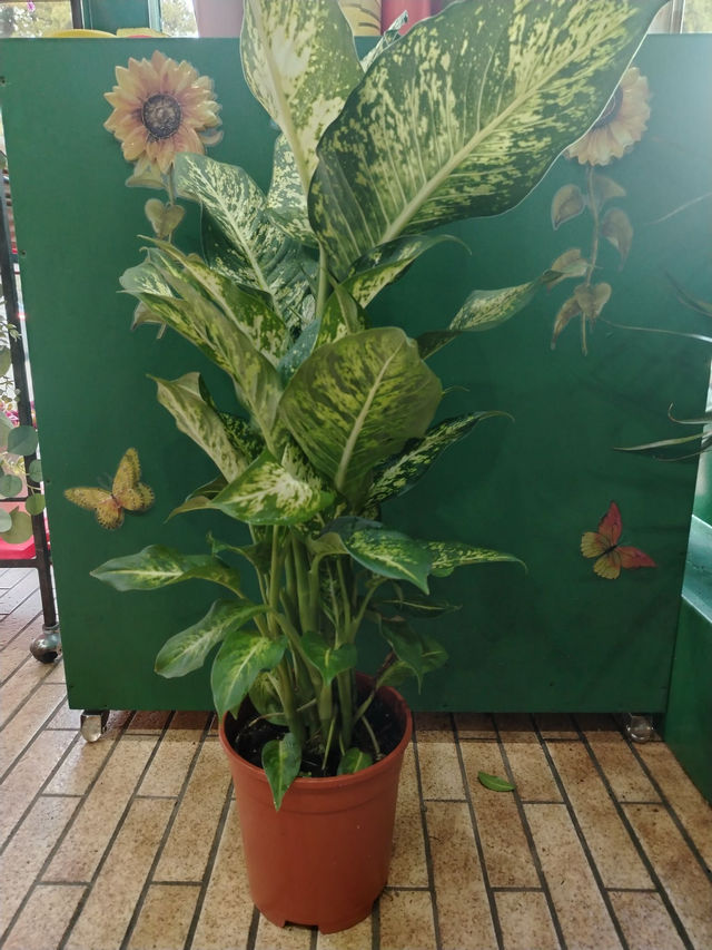 Dieffenbachia