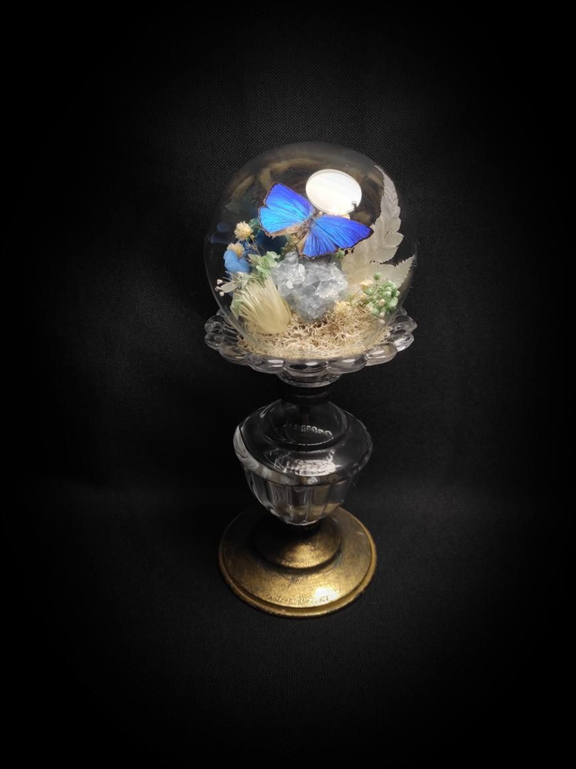 Diorama Papillon &quot;Arhopala Araxes&quot; &amp; Célestine 