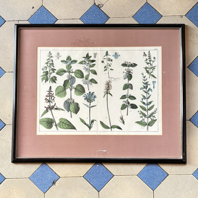 Herbarien Bild antik mit Berliner 