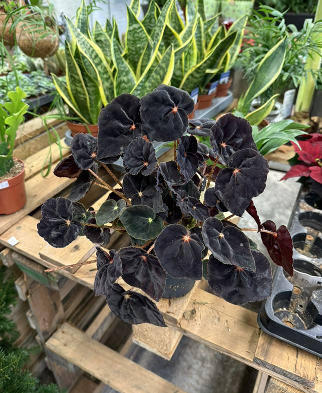 Bégonia Black 