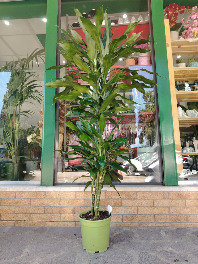 Dracaena Fragrans