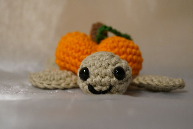 Kürbis-Schildkröte