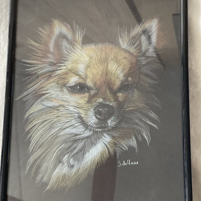 Tekening chihuahua