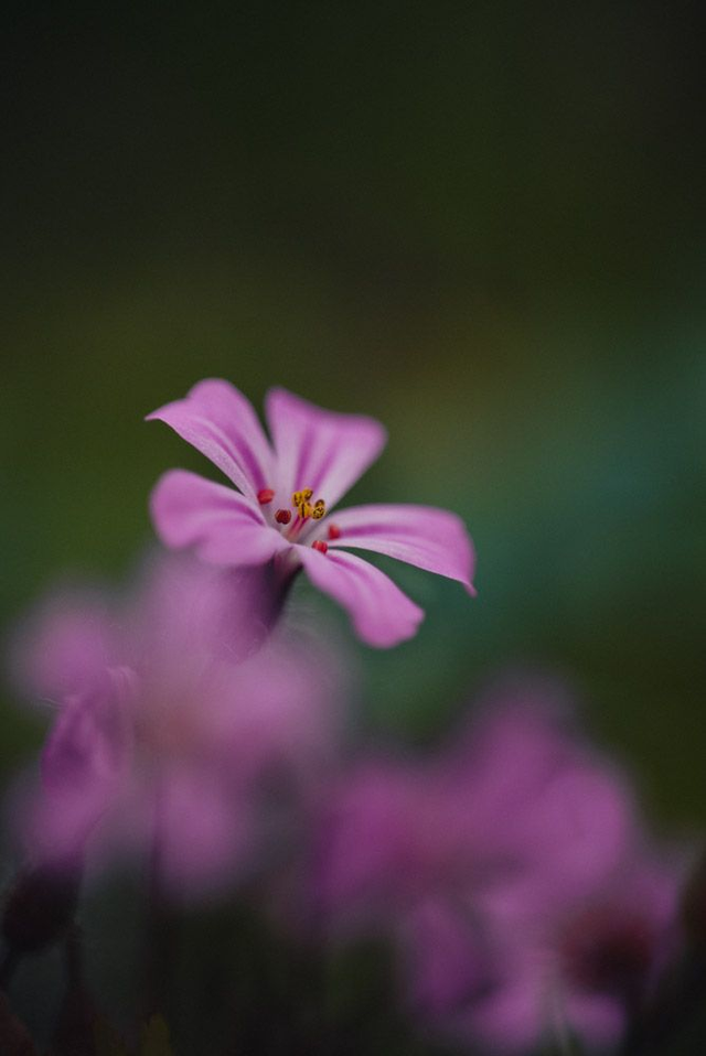 Géranium herbe-à-Robert 1