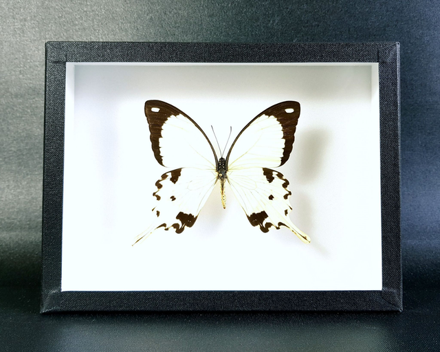 Papilio dardanus