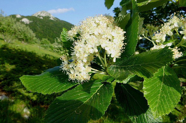 Alisier Blanc (Sorbus aria)