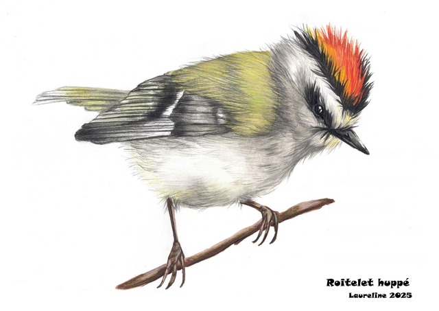 Carte postale Roitelet huppé 