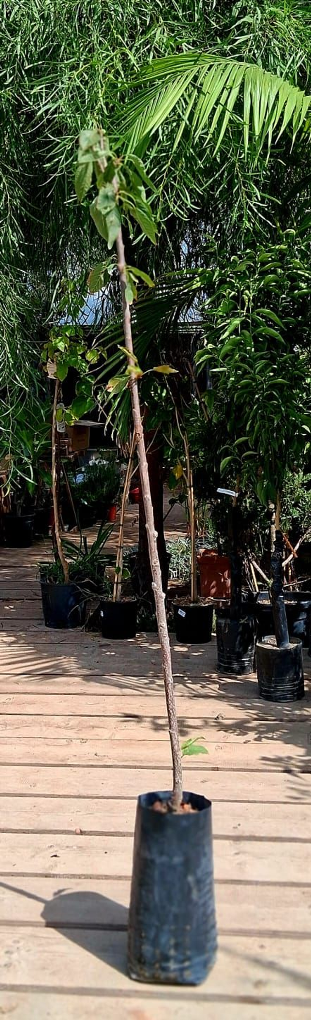 N27 . Ciliegio varietà Ferrovia