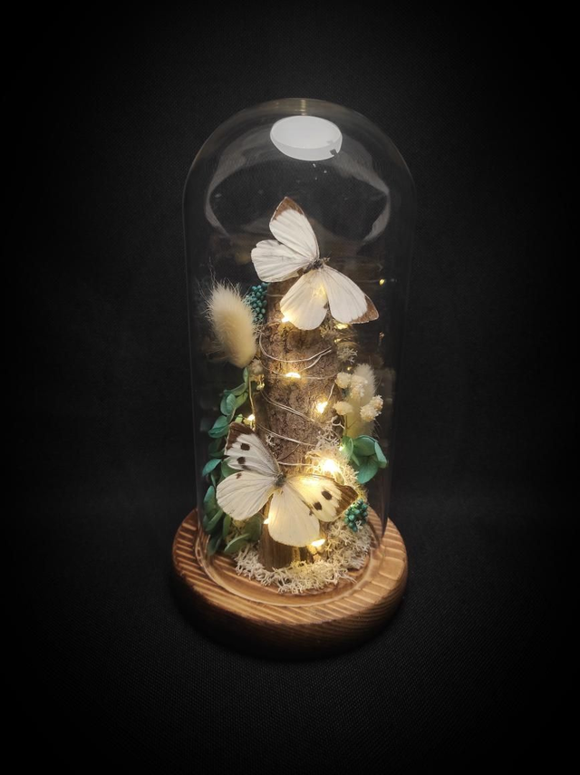 Diorama lumineux Papillons couple de "Pieris Brassicae"