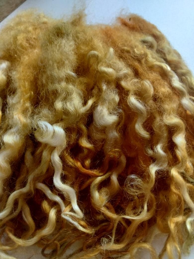 Boucles0089PD Teeswater anglais 15g