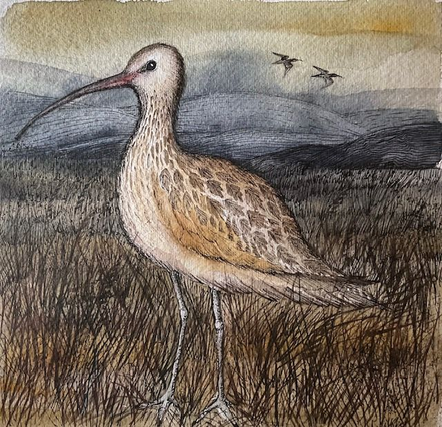 RK85 Curlew by Ruth Kirkby, 17 x 17cm Watercolour/Ink