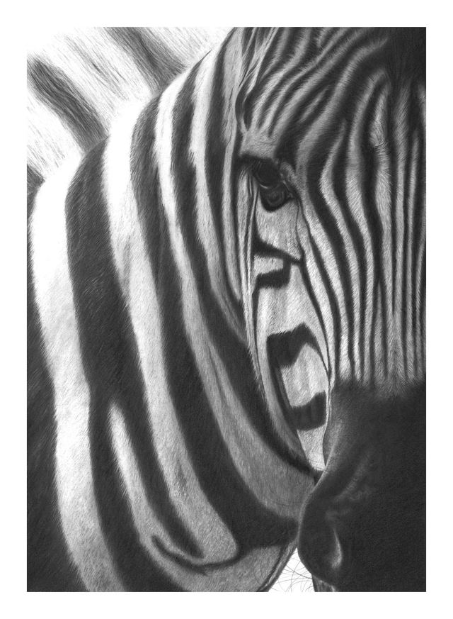 Zebra Limited Edition Print