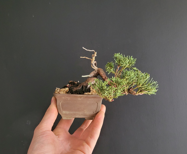 (179) juniperus itoigawa