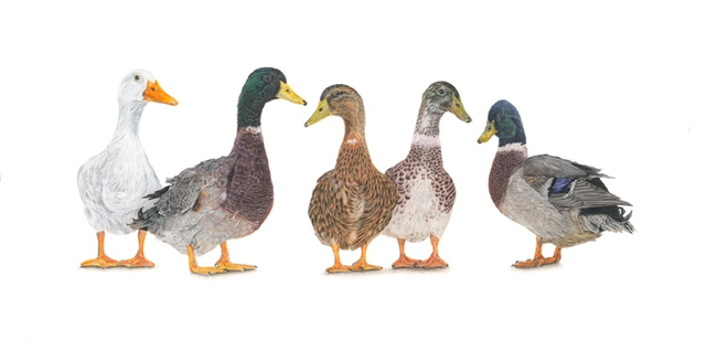 ‘chatter’ - limited print (unframed)