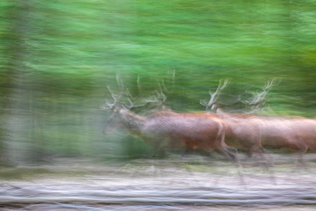 Tirage "Esprits de la forêt"
