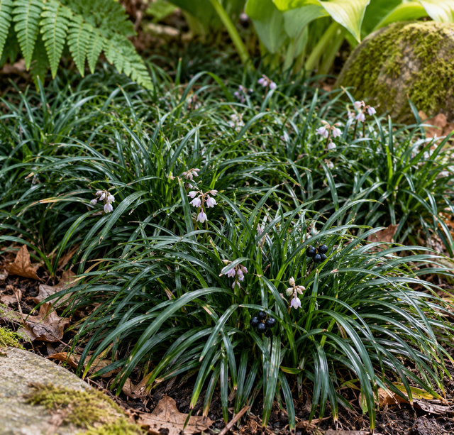 Ophiopogon japonicus Minor P9