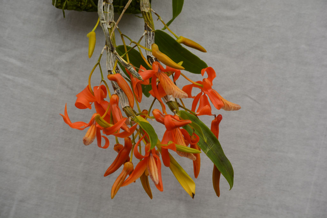Dendrobium unicum