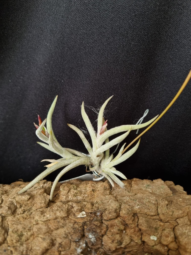 Tillandsia castellanii