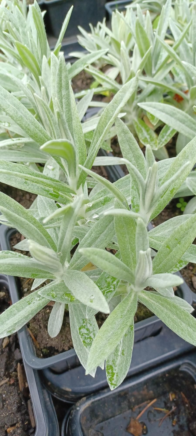 Anaphalis margaritacea