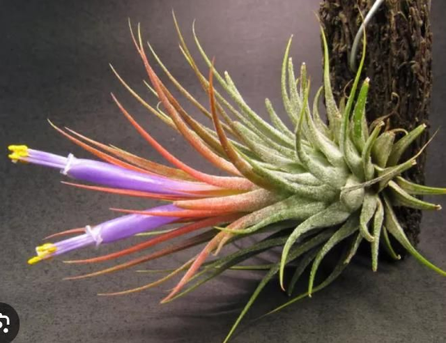 Ionantha 