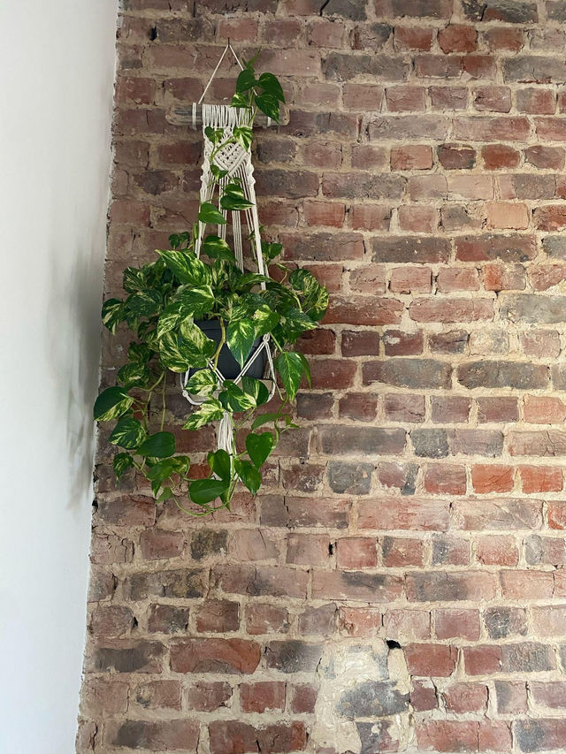 Suspension pour plante en macramé sur bois flotté