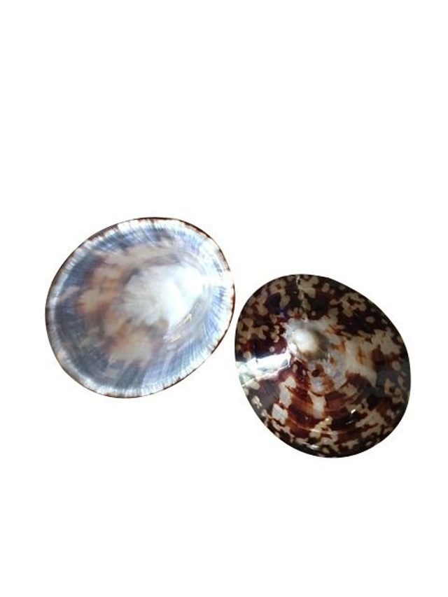 Baby Shell - Coquillages d'allaitement