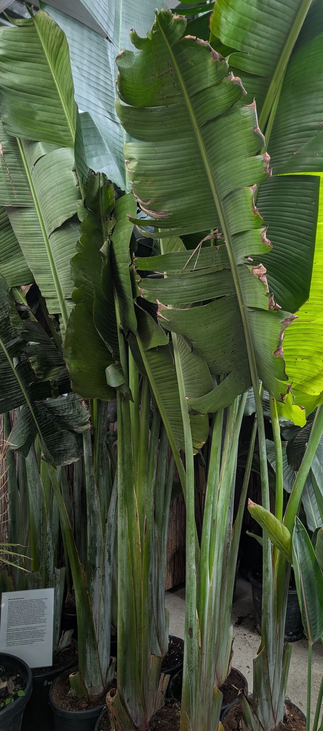 Ravenala madagascariensis   Baum der Reisenden