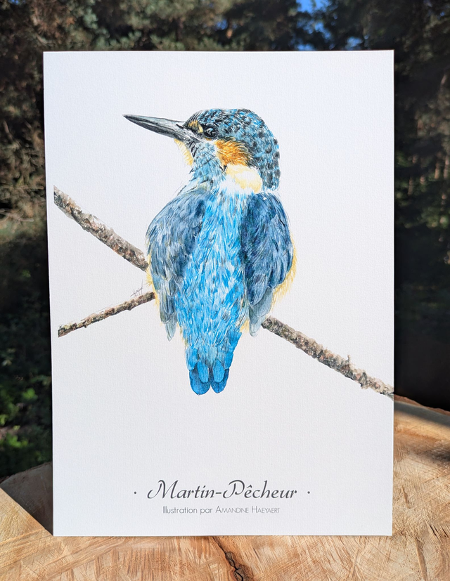 Tirage Martin pêcheur