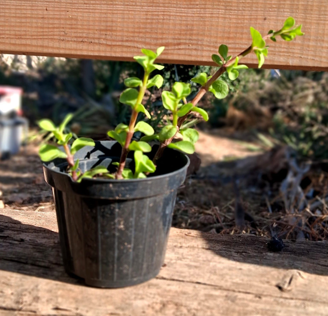 D107 . Portulacaria Afra