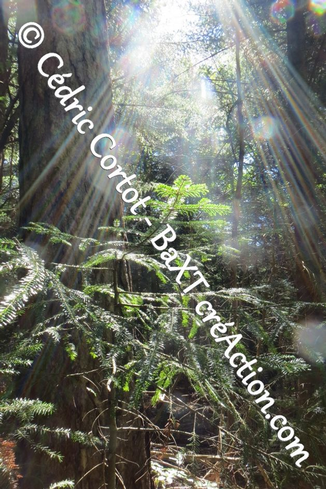 Impression sur alu dibond - Paysages et divers (ref 1824)