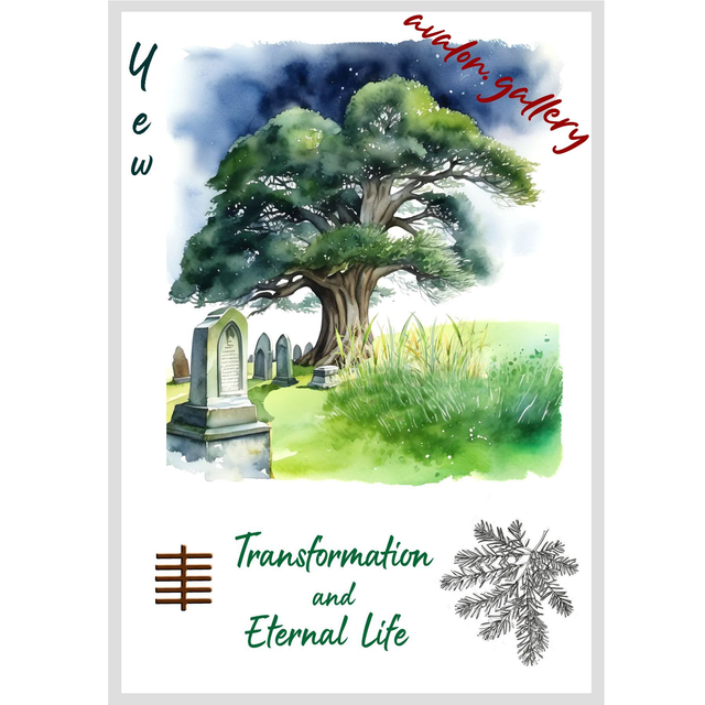 40. Yew - 'Transformation and Eternal Life'