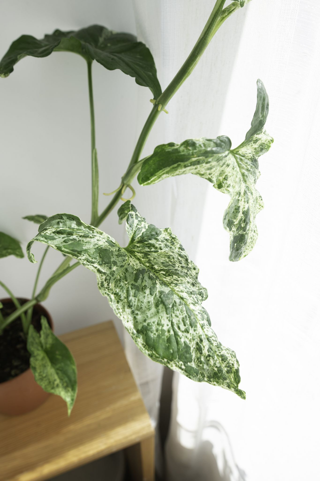 Syngonium Mottled Mojito 🌿