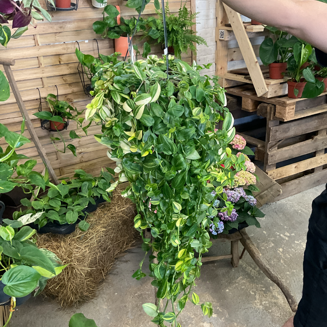 Tradescantia Gem suspension 