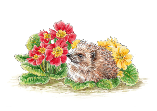 Hedgehog &amp; Primroses Print - After an original ink and watercolour illustration