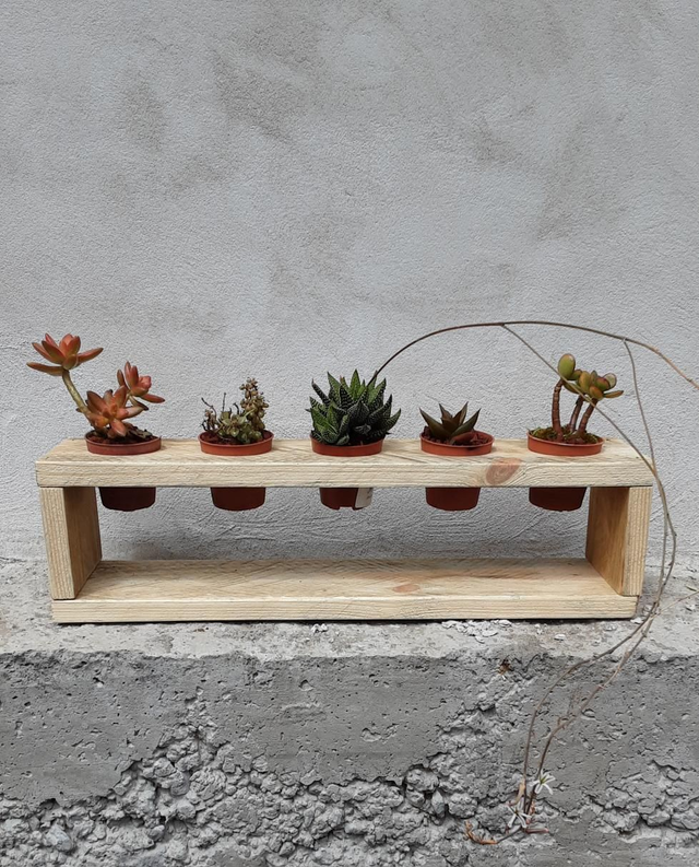 Support de plantes succulentes