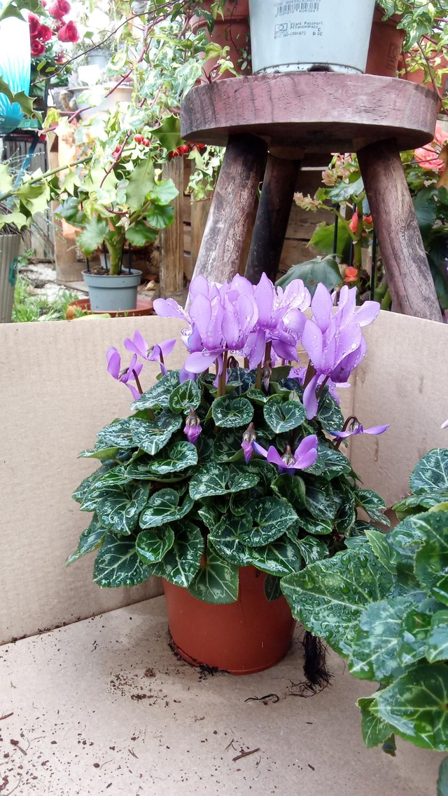 Cyclamen bleu 