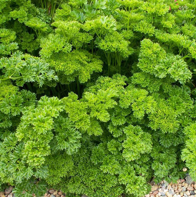 Curly Parsley