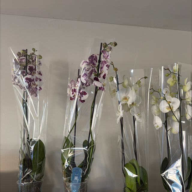 Orchidée 2 tiges