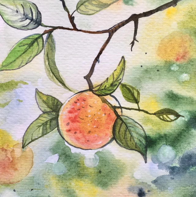 Képeslap, narancsliget