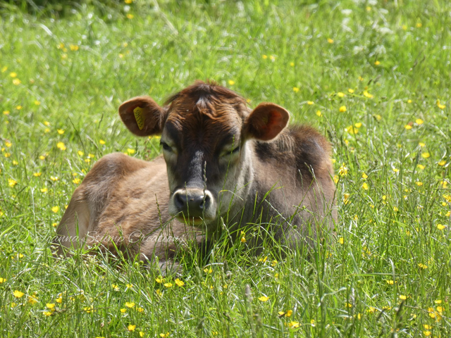 Photographic Open Edition Print from my "Flora and Fauna" collection, "Sunny Snooze"
